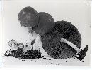 Psathyrella piluliformis image