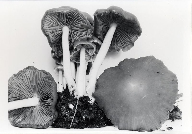 Psathyrella kauffmanii image