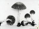 Psathyrella pseudovernalis image
