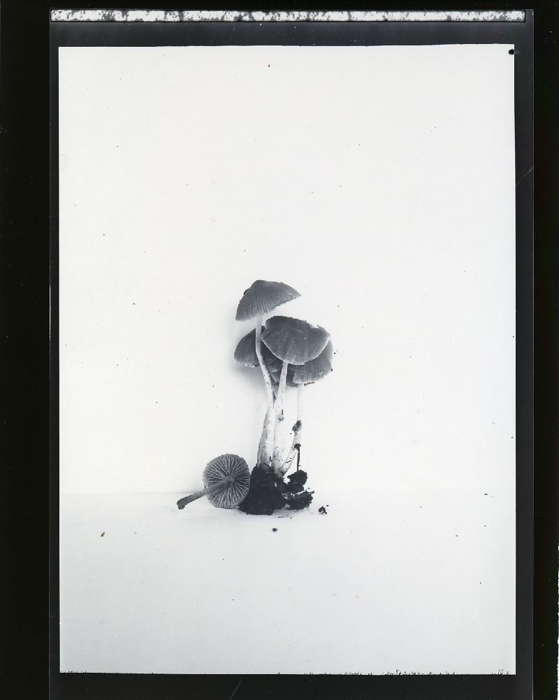 Psathyrella senex image