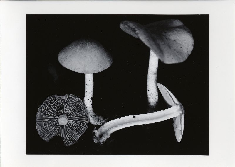 Psathyrella subagraria image