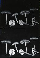 Mycena niveipes image