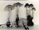 Mycena niveipes image