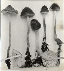 Mycena polygramma image