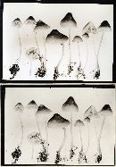 Mycena stannea image