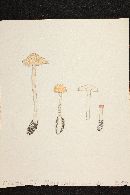 Marasmius oreades image