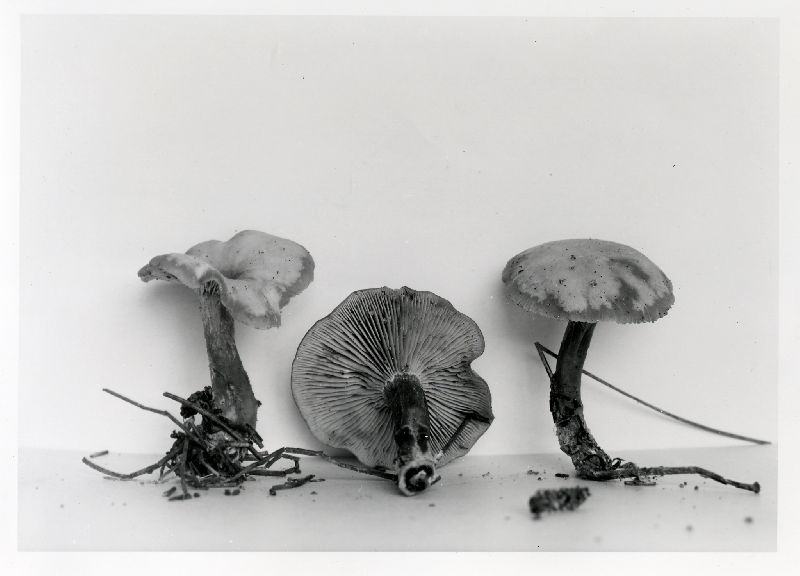 Clitocybe coniferophila image