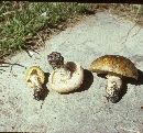 Floccularia albolanaripes image