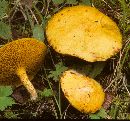 Suillus americanus image