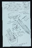 Battarrea phalloides image