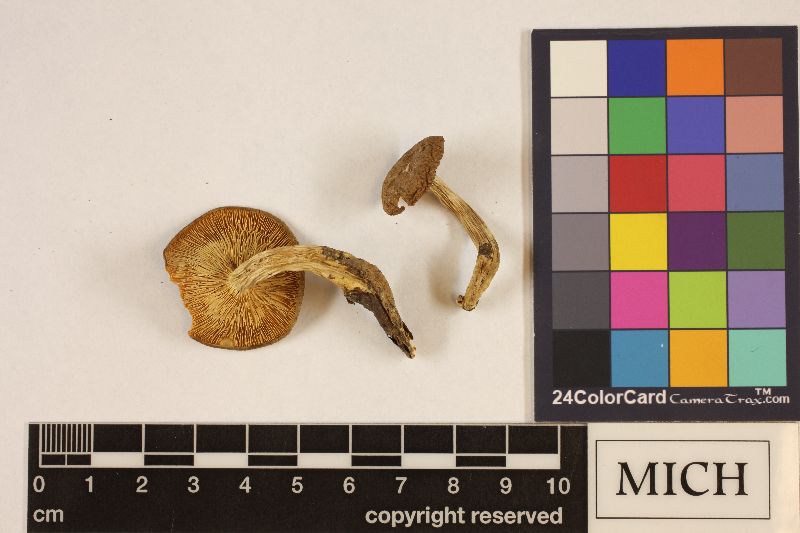 Clitocybe aeruginosa image