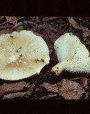 Clitocybe harperi image