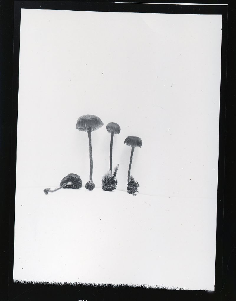 Clitocybe hohensis image