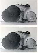 Clitocybe mitis image