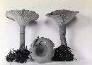 Clitocybe squamulosa image