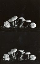 Clitocybe tenuissima image