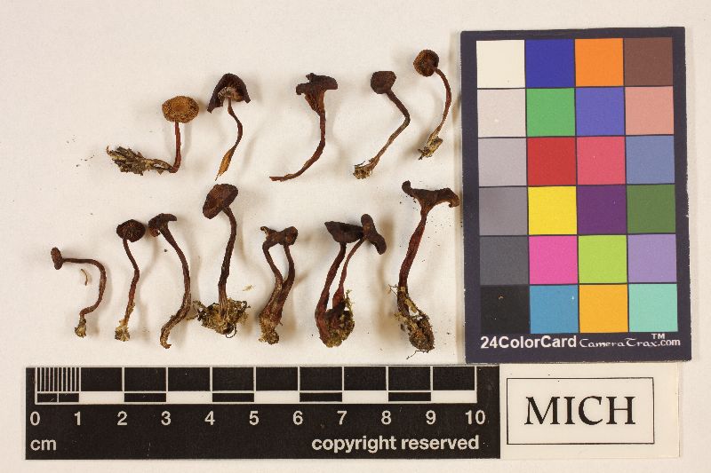 Clitocybe thujana image