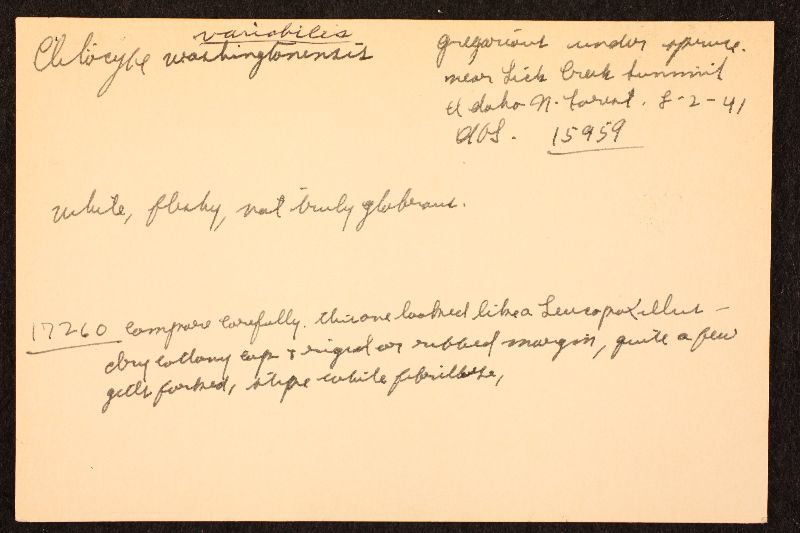 Clitocybe variabilis image