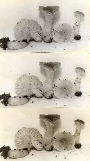 Hygrophorus caespitosus image
