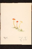 Hygrophorus minutulus image