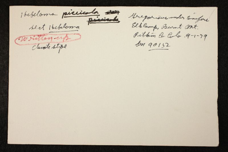 Hebeloma idahoense image