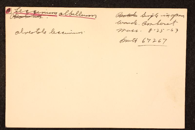 Leccinum albellum f. reticulatum image