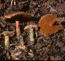 Boletus hypocarycinus image