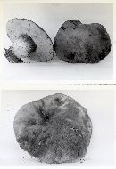 Boletus smithii image