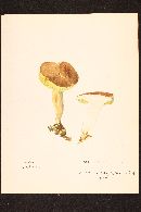 Boletus subtomentosus image