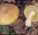 Boletus variipes image