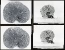 Boletus zelleri image