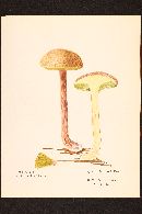 Boletellus russellii image