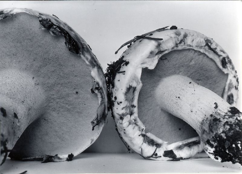 Suillus brunnescens image