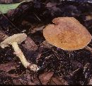Suillus intermedius image