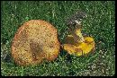 Suillus lakei image