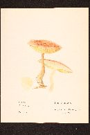 Suillus pictus image