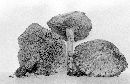 Suillus sibiricus image
