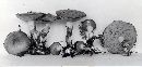 Suillus umbonatus image