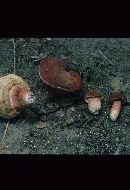 Tylopilus ferrugineus image