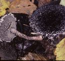 Strobilomyces confusus image