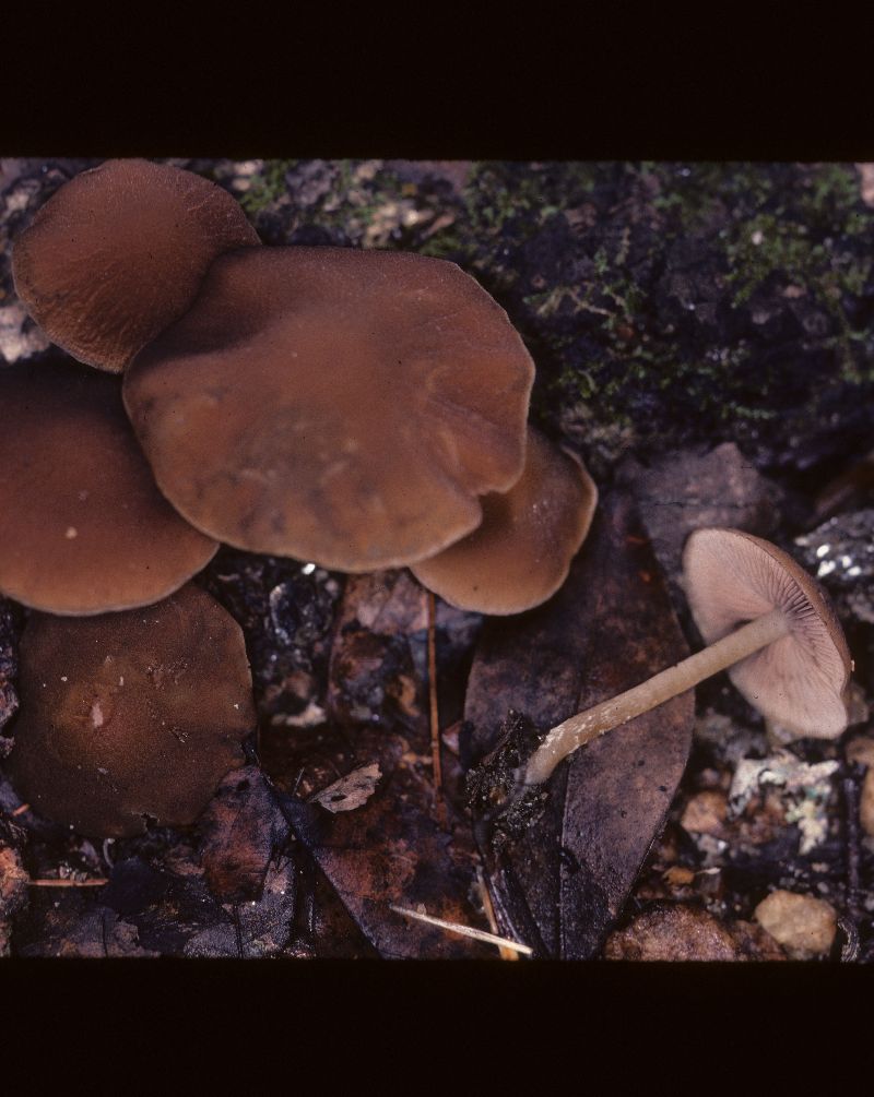 Psathyrella fuscofolia image
