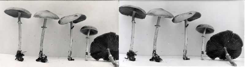Psathyrella solheimii image