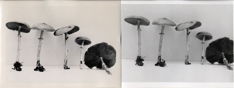 Psathyrella solheimii image