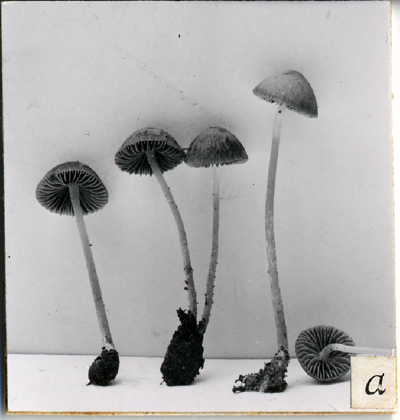 Psathyrella trepida image