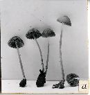 Psathyrella trepida image