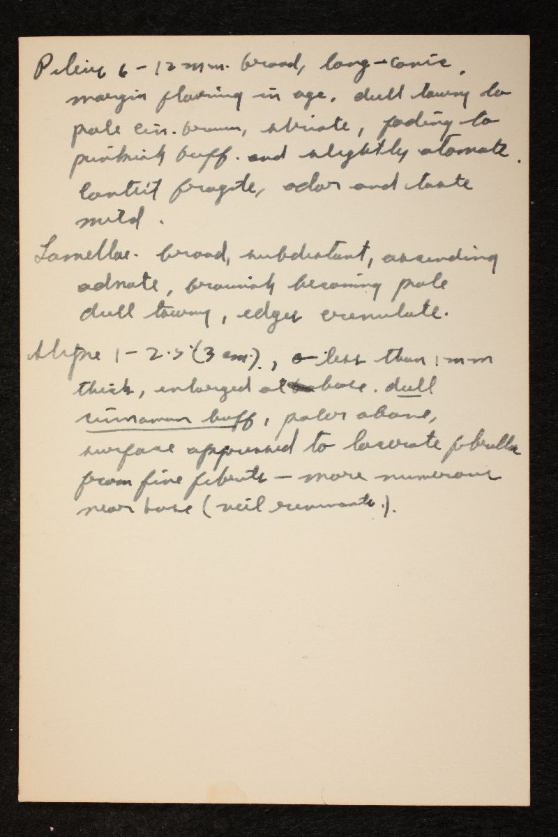 Galerina cerina image