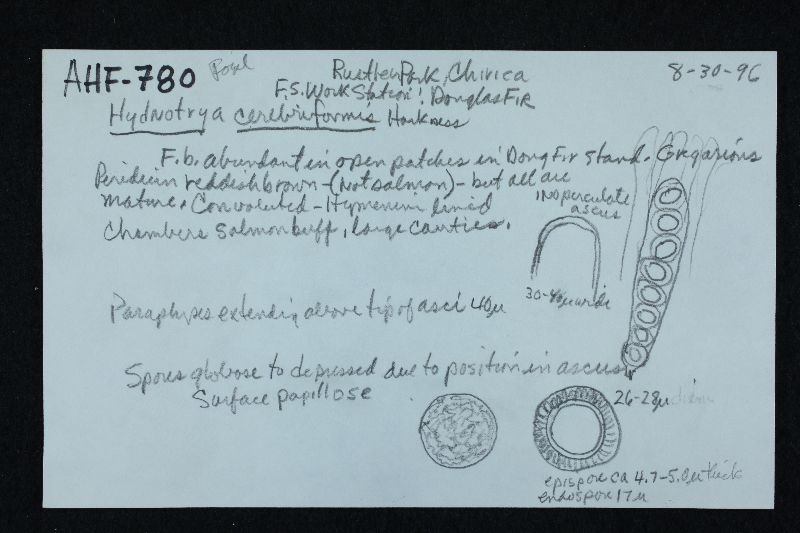 Hydnotrya cerebriformis image