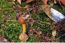 Elaphocordyceps capitata image