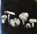 Tricholoma terreum image