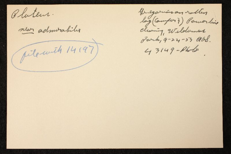 Pluteus fulvobadius image